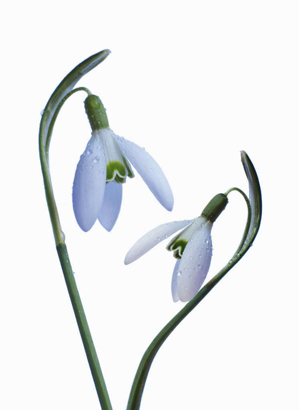 无人,竖图,室内,特写,白天,白色背景,正面,桌面,桌子,叶子,阴影,盛开,反射,木制,影子,绿叶,花蕾,花,花瓣,花朵,鲜花,两个,绿色,白色,木制品,花苞,花蕊,嫩叶,摄影,影棚,新生,雪花莲,雪片莲,生日花,叶,叶片,彩图,影棚拍摄,拍摄