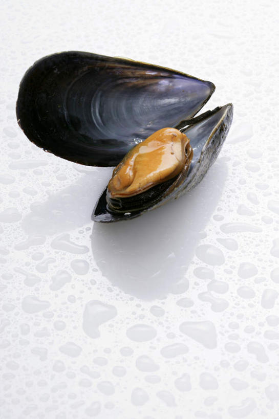 海鲜,无人,竖图,俯视,室内,特写,白天,白色背景,餐桌,桌子,贝壳,阴影,反射,影子,水产,海洋生物,一个,打开,摄影,影棚,河蚌,单个,餐台,开启,水生动物,海产品,蚌,水生物,海底动物,水蚌,贝类外壳,软体动物外壳,彩图,高角度拍摄,影棚拍摄,拍摄