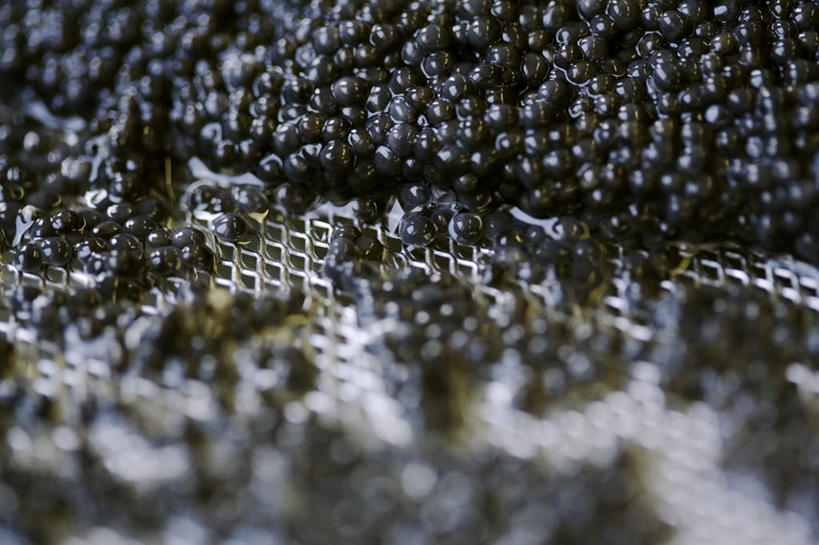 无人,横图,俯视,室内,特写,白天,金属制品,一排,许多,阴影,朦胧,模糊,整齐,反射,金属,影子,鱼卵,很多,鱼籽,排列,一个,黑色,单个,队列,彩图,高角度拍摄