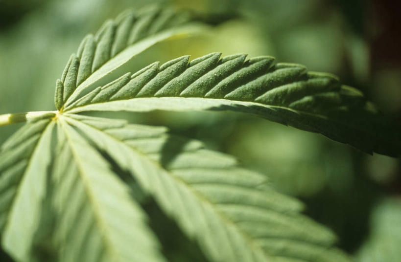 无人,横图,俯视,室外,特写,白天,植物,叶子,朦胧,模糊,新鲜,纹理,绿叶,绿色,嫩叶,青春,大麻,生命,和平,安详,肌理,冷色,叶,叶片,叶脉,彩图,高角度拍摄