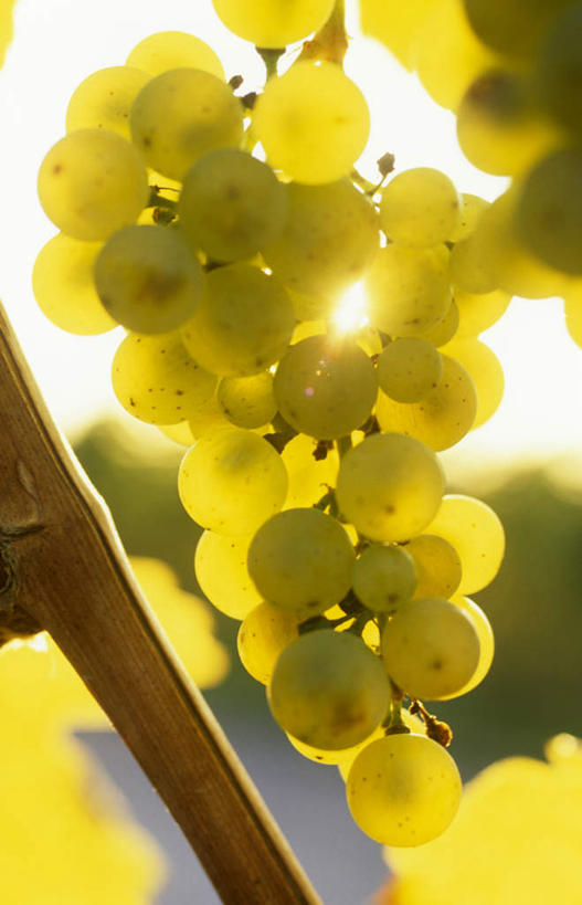 无人,祖母,果园,竖图,室外,特写,白天,田园,葡萄,水果,一串,吊挂,悬挂,阴影,朦胧,模糊,新鲜,光线,影子,生食,食品,果实,挂,葡萄园,架子,食物,阳光,庄园,有机食品,绿色食品,支撑,固定,葡萄架,山葫芦,蒲桃,草龙珠,彩图