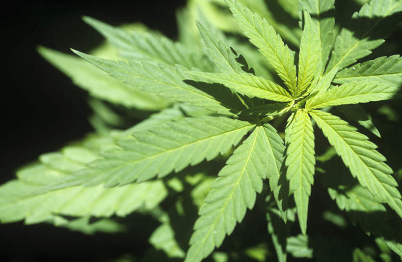 无人,横图,俯视,室外,特写,白天,植物,叶子,阴影,朦胧,模糊,新鲜,光线,纹理,影子,绿叶,绿色,阳光,嫩叶,青春,大麻,生命,和平,安详,肌理,冷色,叶,叶片,叶脉,彩图,高角度拍摄