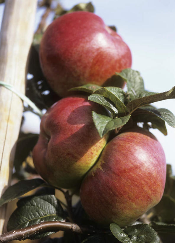 无人,祖母,果园,竖图,室外,特写,白天,田园,植物,苹果,水果,阴影,新鲜,光线,影子,生食,食品,果实,果树,树,树木,食物,蓝色,绿色,蓝天,天空,阳光,自然,天,有机食品,绿色食品,生长,晴朗,成长,万里无云,田庄,园子,晴空,晴空万里,彩图