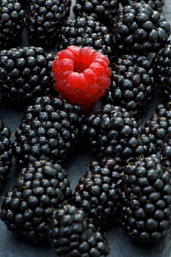 无人,竖图,俯视,室内,特写,白天,餐桌,桌子,浆果,水果,许多,阴影,朦胧,模糊,新鲜,光线,影子,桑葚,桑椹,生食,食品,果实,食物,排列,一个,红色,黑色,覆盆子,有机食品,绿色食品,单个,餐台,摆列,彩图,高角度拍摄,布列,分列