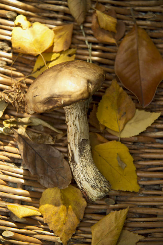 无人,竖图,俯视,室内,特写,白天,蔬菜,叶子,阴影,竹制,朦胧,模糊,新鲜,光线,影子,竹席,菌菇,食品,枯叶,落叶,菌类,食物,一个,食用菌,有机食品,绿色食品,单个,竹制品,叶,叶片,彩图,高角度拍摄