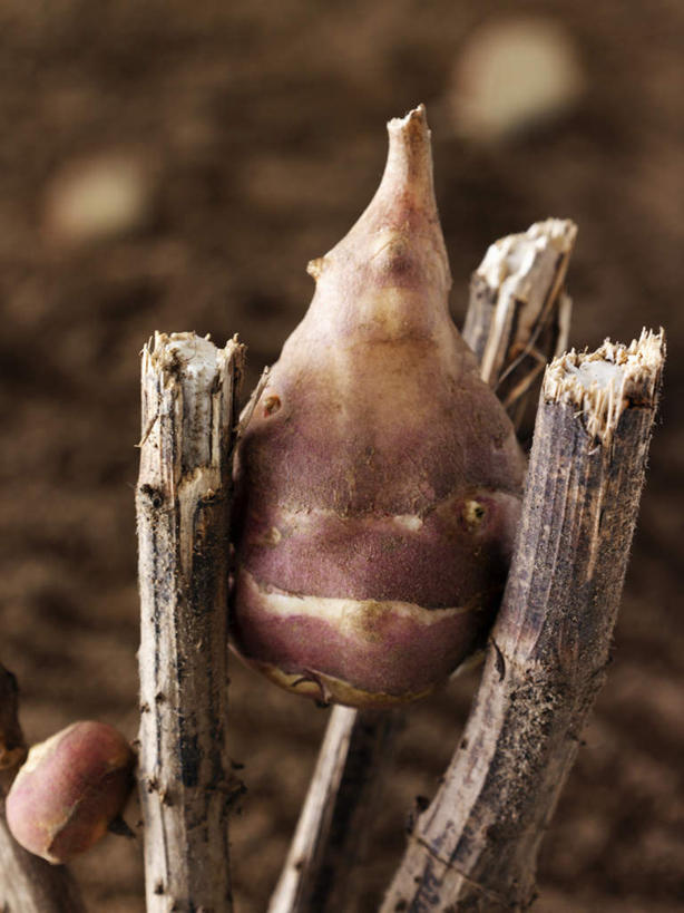 无人,农田,竖图,俯视,室外,特写,白天,庄稼,农作物,蔬菜,阴影,朦胧,模糊,新鲜,光线,影子,食品,食物,阳光,有机食品,绿色食品,菊芋,洋姜,鬼子姜,彩图,高角度拍摄,耕地,庄稼田