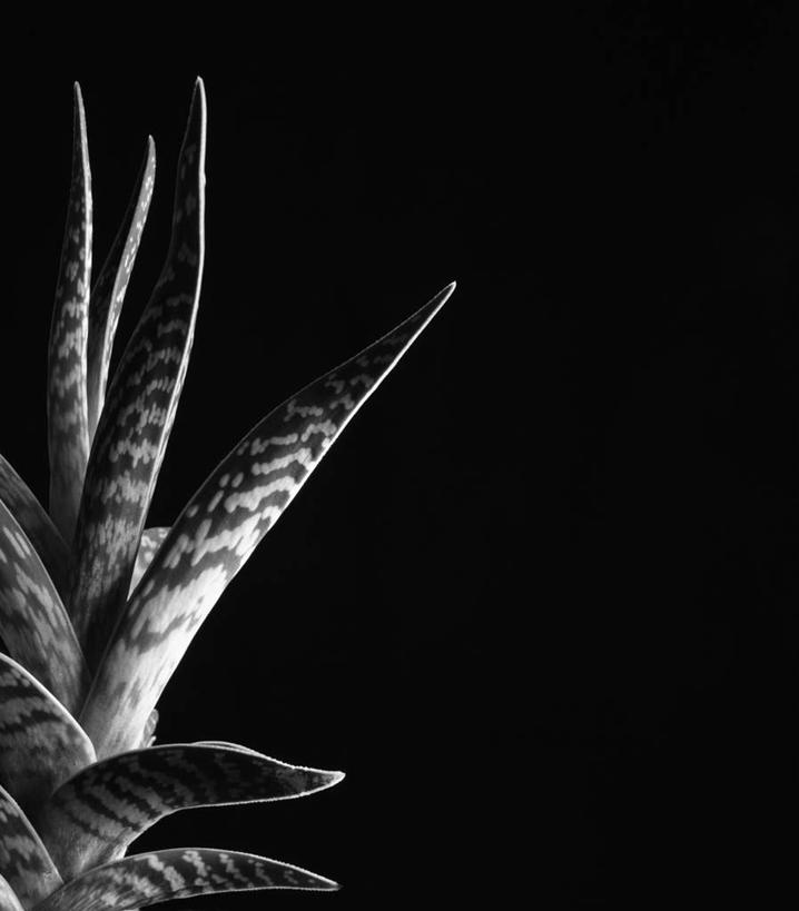 无人,竖图,俯视,黑白,室内,特写,白天,芦荟,阴影,黑色背景,光线,影子,摄影,影棚,罗帷草,讷会,奴会,象鼻莲,象胆,高角度拍摄,影棚拍摄,拍摄,油葱
