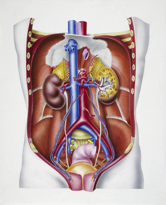 无人,竖图,插画,白色背景,数码,科技,阴影,网络,高光,几何,计算机图形,合成,图画,画,人体,电脑合成图,数码合成图,合成图,漫画,泌尿系统,写实,具体,具象,肾上腺,内分泌系统,人体结构,彩图