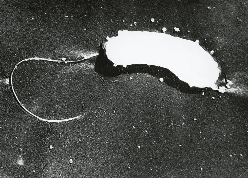 无人,横图,黑白,特写,微生物,细菌,纹路,纹理,一个,摄影,单个,生物学,肌理,鞭毛,霍乱,微生物学