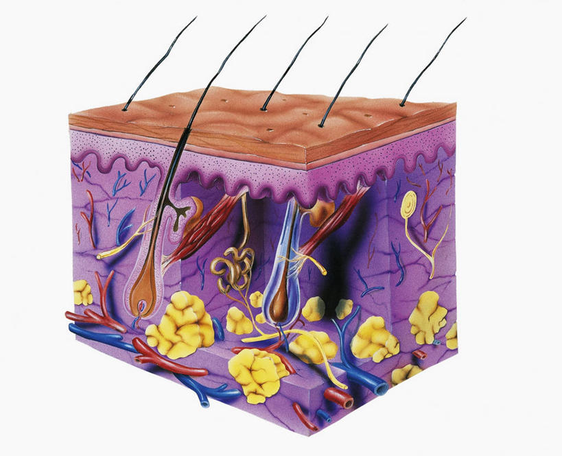 动脉,血管,头发,无人,横图,特写,白色背景,人体,摄影,皮肤,部分,横截面,人体结构,彩图