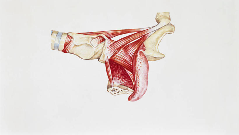 肌肉,健壮,无人,横图,插画,白色背景,数码,科技,阴影,网络,高光,几何,计算机图形,联系,合成,图画,画,一个,健康,活力,力量,人体,单个,青春,电脑合成图,数码合成图,生物学,强壮,合成图,漫画,写实,具体,具象,舌骨,人体结构,舌头,彩图