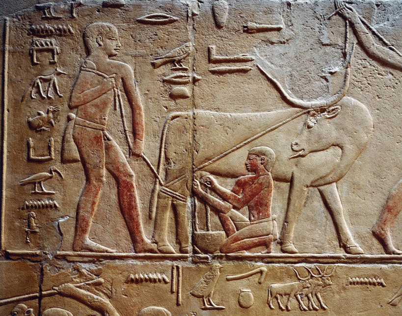 无人,横图,室内,特写,白天,农业,牛,埃及,标志,符号,历史,标识,古代,地标建筑,摄影,牲畜,考古学,中东,象形文字,挤奶,萨卡拉,母牛,性别符号,古埃及文明,古代文明,美术工艺,彩图,全画面,全框架,全帧,浅浮雕,全画幅,男性符号,雕刻术,过去