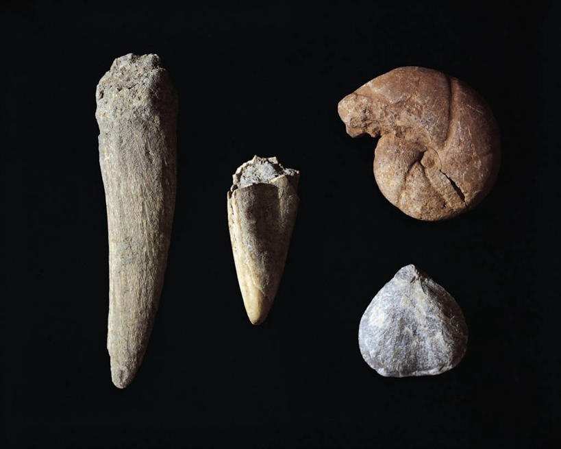 无人,横图,特写,意大利,黑色背景,形状,化石,动物,四个,摄影,发现,地质学,美术工艺,史前时代,彩图,影棚拍摄