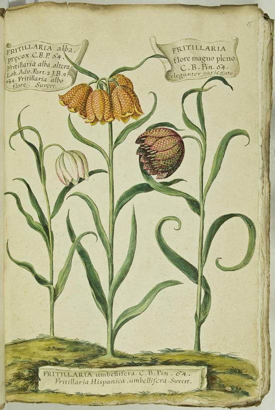 无人,竖图,插画,数码,科技,植物,叶子,阴影,网络,茎,高光,几何,计算机图形,合成,图画,画,花,自然,摄影,多样,电脑合成图,数码合成图,生物学,合成图,漫画,18世纪,写实,具体,具象,贝母,拉丁文,彩图