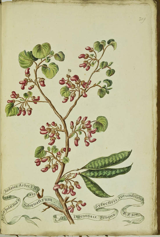 无人,竖图,插画,数码,科技,植物,叶子,阴影,网络,茎,高光,几何,计算机图形,合成,图画,画,粉色,自然,摄影,电脑合成图,数码合成图,生物学,合成图,漫画,18世纪,写实,具体,具象,拉丁文,彩图,紫荆树