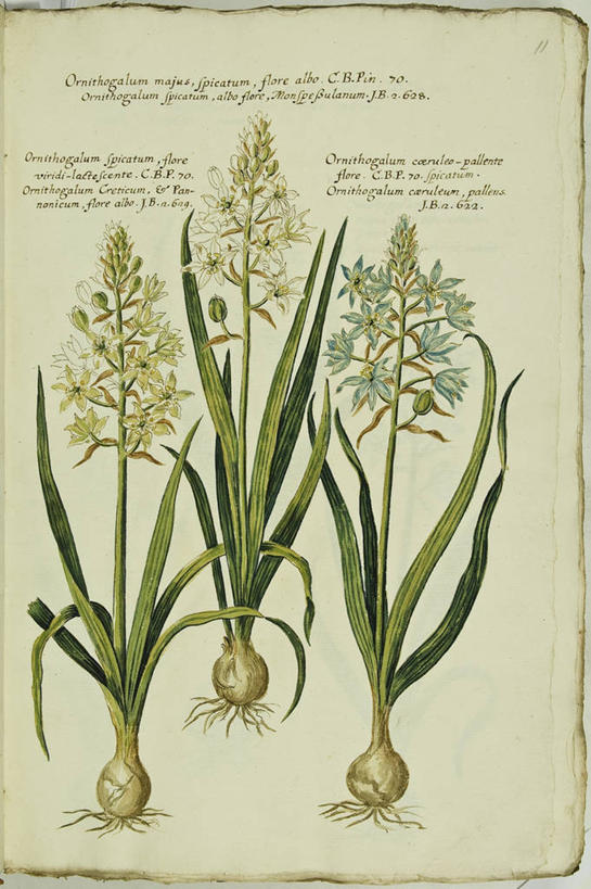 无人,竖图,插画,数码,科技,植物,叶子,阴影,网络,茎,根部,高光,几何,计算机图形,合成,图画,画,花,自然,摄影,电脑合成图,数码合成图,生物学,合成图,漫画,18世纪,写实,具体,具象,七瓣莲,拉丁文,彩图