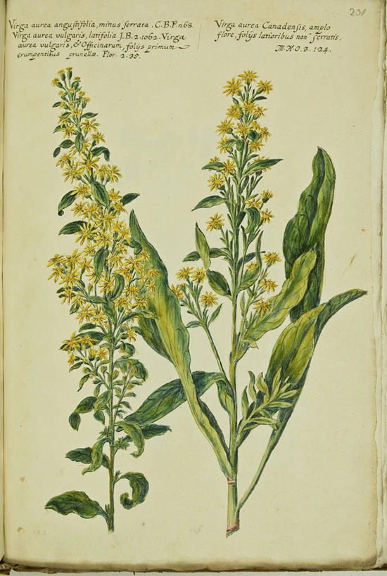 无人,竖图,插画,数码,科技,植物,叶子,阴影,网络,茎,高光,几何,计算机图形,合成,图画,画,花,自然,摄影,电脑合成图,数码合成图,生物学,合成图,漫画,18世纪,写实,具体,具象,秋麒麟草,拉丁文,孤独,彩图