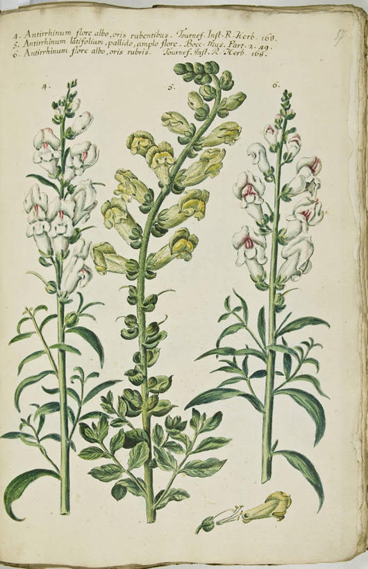 无人,竖图,插画,特写,白色背景,绘画,数码,科技,美景,植物,叶子,阴影,艺术,网络,文字,景观,茎,高光,几何,计算机图形,古典,合成,图画,文化,画,花,自然,工艺品,品味,景色,摄影,生长,多样,金鱼草,英文字母,美术,电脑合成图,数码合成图,生物学,高雅,脆弱,合成图,清新,自然风光,漫画,18世纪,写实,具体,具象,美学,开端,美术工艺,彩图