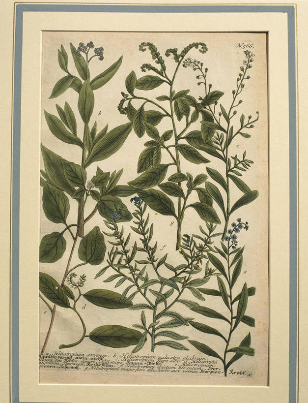 无人,竖图,插画,数码,科技,植物,叶子,阴影,艺术,网络,高光,几何,计算机图形,合成,图画,画,花,花朵,自然,摄影,英文字母,电脑合成图,数码合成图,生物学,合成图,草本,漫画,琉璃苣,18世纪,嫩枝,彩图