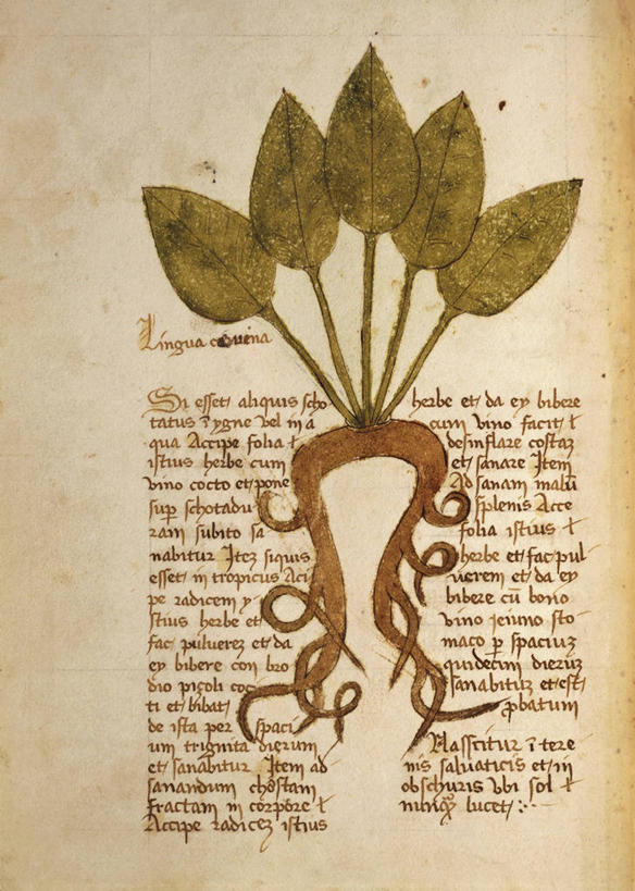 无人,竖图,插画,数码,科技,植物,叶子,阴影,艺术,网络,文字,茎,根部,高光,几何,计算机图形,合成,图画,历史,画,自然,手稿,摄影,英文字母,电脑合成图,数码合成图,生物学,合成图,草本,漫画,写实,具体,具象,彩图,浮肿