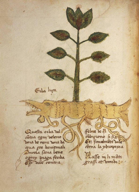 无人,竖图,插画,数码,科技,植物,叶子,阴影,艺术,网络,文字,茎,根部,高光,几何,计算机图形,合成,图画,历史,画,自然,手稿,虚构,摄影,英文字母,电脑合成图,数码合成图,生物学,合成图,草本,漫画,写实,具体,具象,发热,彩图,浮肿