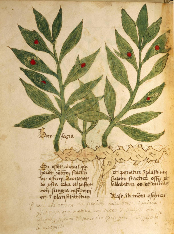 无人,竖图,插画,数码,科技,植物,水果,叶子,阴影,艺术,网络,文字,根部,高光,几何,计算机图形,合成,图画,历史,画,自然,手稿,摄影,繁衍,英文字母,电脑合成图,数码合成图,生物学,人体器官,器官,合成图,繁殖,草本,骨折,漫画,写实,具体,具象,彩图,生殖器