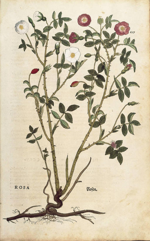 无人,竖图,插画,特写,数码,科技,植物,玫瑰,叶子,阴影,网络,根部,高光,几何,计算机图形,合成,图画,画,花,摄影,电脑合成图,数码合成图,生物学,合成图,草本,漫画,写实,具体,具象,野玫瑰,拉丁文,彩图