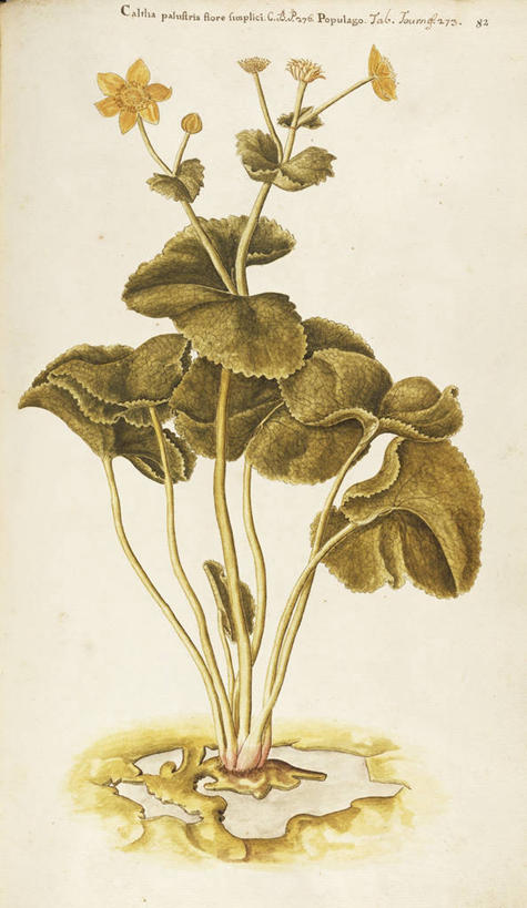 无人,竖图,插画,绘画,数码,科技,植物,叶子,阴影,艺术,网络,茎,毛茛,草药,药草,高光,几何,计算机图形,合成,图画,中药,画,花,花朵,自然,摄影,英文字母,颜料,美术,电脑合成图,数码合成图,生物学,分别,合成图,草本,药材,中草药,漫画,离别,18世纪,中药材,本草,写实,具体,具象,老虎脚爪草,鱼疔草,长生菊,黄金盏,金盏花,金盏菊,醒酒花,惜别,美术工艺,彩图,沼泽金盏花,长生花