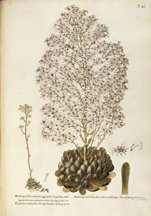 无人,竖图,插画,绘画,骄傲,数码,科技,植物,八仙花,虎耳草,叶子,阴影,艺术,网络,草药,药草,高光,几何,计算机图形,合成,图画,中药,画,花,花朵,自然,绣球花,摄影,英文字母,颜料,紫阳花,洋绣球,美术,电脑合成图,数码合成图,生物学,合成图,草本,药材,中草药,漫画,坚持,18世纪,中药材,本草,草绣球,斗球,七变化,粉团花,写实,具体,具象,善变,持续,美术工艺,石荷叶,老虎草,金线吊芙蓉,金丝荷叶,彩图,肉质植物