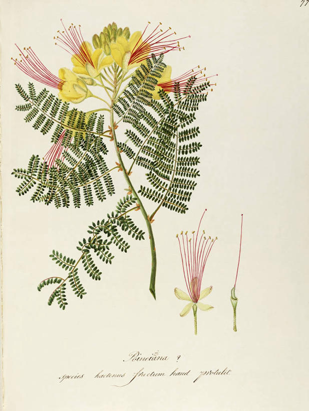 无人,竖图,插画,白色背景,绘画,数码,科技,植物,叶子,阴影,艺术,网络,茎,高光,几何,计算机图形,合成,图画,画,花,自然,摄影,灌木,颜料,美术,电脑合成图,数码合成图,生物学,合成图,雄蕊,草本,漫画,豆科,豆科植物,18世纪,写实,具体,具象,洋金凤,美术工艺,彩图