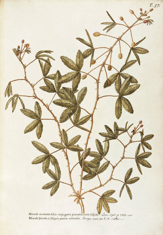 无人,竖图,插画,白色背景,绘画,数码,科技,植物,含羞草,叶子,阴影,艺术,网络,茎,高光,几何,计算机图形,合成,图画,画,花,自然,摄影,颜料,美术,电脑合成图,数码合成图,生物学,合成图,草本,漫画,18世纪,写实,具体,具象,美术工艺,彩图