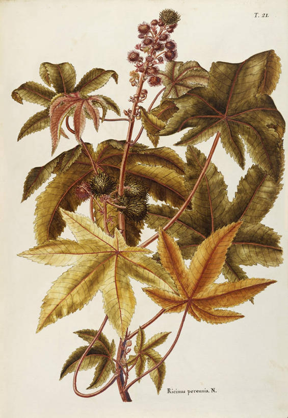 无人,竖图,插画,白色背景,绘画,数码,科技,植物,浆果,叶子,阴影,艺术,网络,茎,高光,几何,计算机图形,合成,图画,画,花,自然,摄影,颜料,美术,电脑合成图,数码合成图,生物学,合成图,草本,漫画,18世纪,写实,具体,具象,蓖麻子,美术工艺,彩图