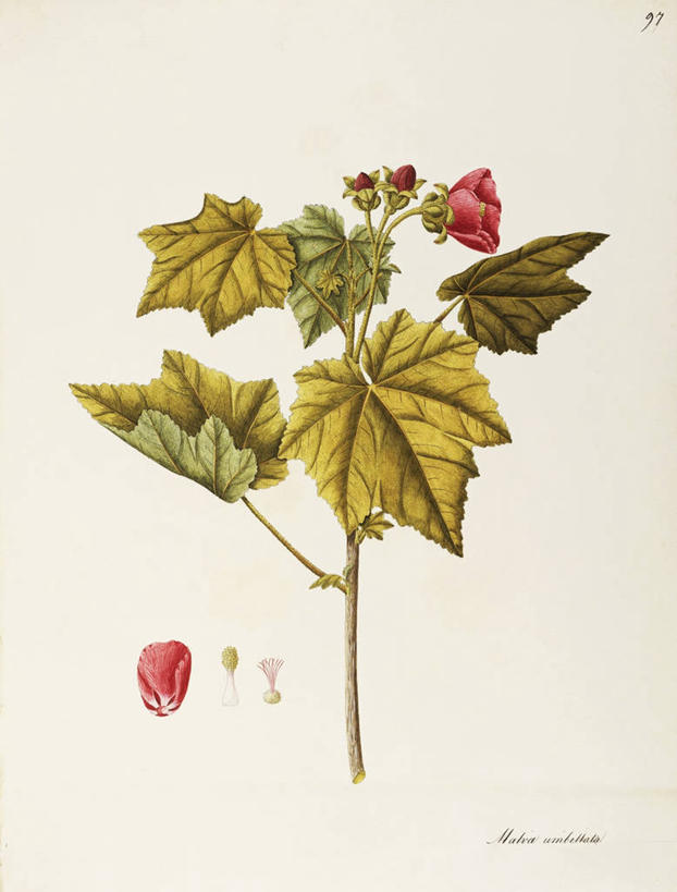 无人,竖图,插画,白色背景,绘画,数码,科技,植物,叶子,阴影,艺术,网络,茎,高光,几何,计算机图形,合成,图画,画,花,花瓣,自然,摄影,灌木,颜料,美术,电脑合成图,数码合成图,生物学,合成图,草本,漫画,写实,具体,具象,金钱紫花葵,锦葵,荆葵,钱葵,淑气花,小白淑气花,恩惠,美术工艺,彩图