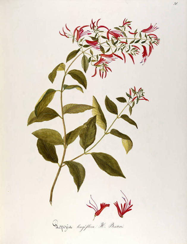 无人,竖图,插画,白色背景,绘画,数码,科技,植物,叶子,阴影,艺术,网络,茎,草药,药草,高光,几何,计算机图形,合成,图画,中药,画,花,自然,摄影,灌木,颜料,美术,电脑合成图,数码合成图,生物学,合成图,草本,药材,中草药,漫画,中药材,本草,写实,具体,具象,菜籽灵,柳叶菜,美术工艺,彩图