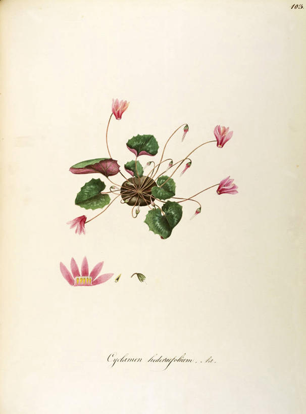 无人,竖图,插画,白色背景,绘画,数码,科技,植物,叶子,阴影,艺术,网络,茎,高光,几何,计算机图形,合成,图画,画,花,自然,摄影,颜料,美术,电脑合成图,数码合成图,生物学,合成图,草本,漫画,写实,具体,具象,美术工艺,彩图,报春花科