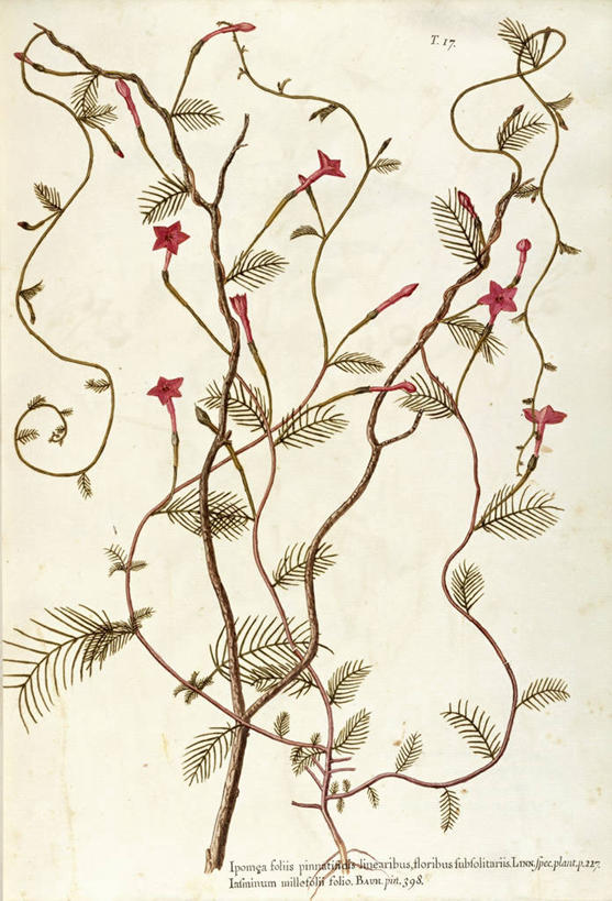 无人,竖图,插画,白色背景,绘画,数码,科技,植物,叶子,阴影,艺术,网络,茎,高光,几何,计算机图形,合成,图画,画,花,自然,摄影,颜料,美术,电脑合成图,数码合成图,生物学,合成图,草本,漫画,18世纪,写实,具体,具象,美术工艺,月光花,彩图