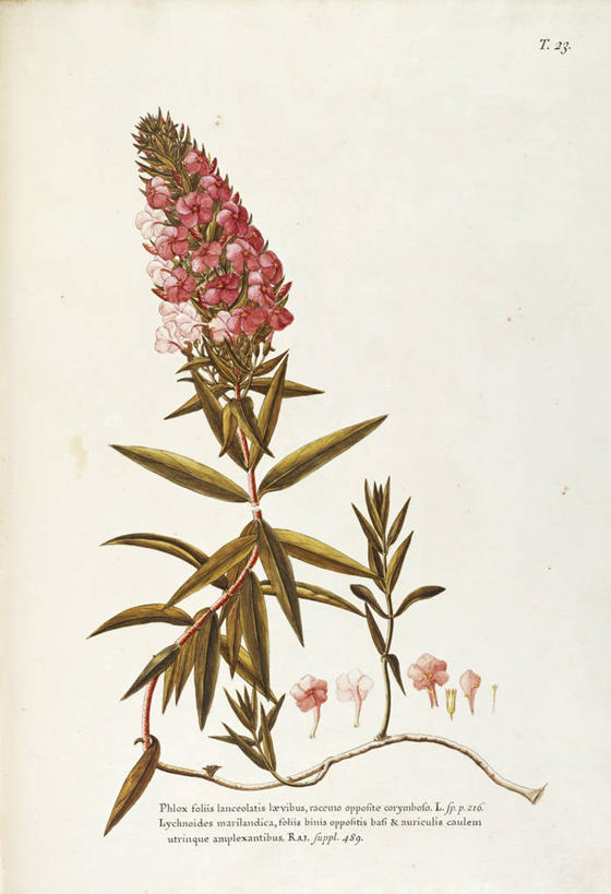 无人,竖图,插画,白色背景,绘画,数码,科技,植物,叶子,阴影,艺术,网络,茎,高光,几何,计算机图形,合成,图画,画,花,自然,摄影,颜料,美术,电脑合成图,数码合成图,生物学,合成图,草本,漫画,18世纪,写实,具体,具象,美术工艺,草夹竹桃,彩图,宿根福禄考,天蓝绣球,夏福禄,锥花福禄考