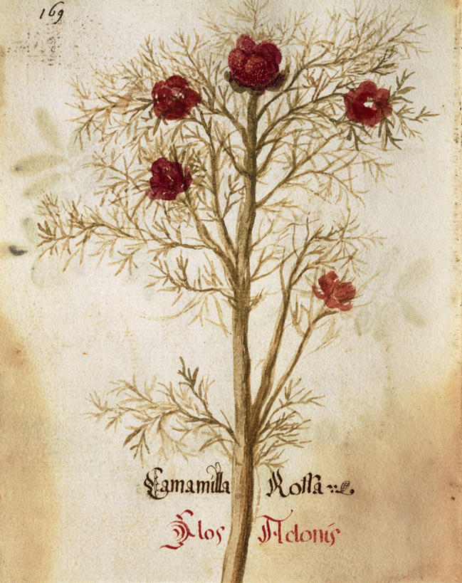 无人,竖图,插画,特写,数码,科技,美景,植物,阴影,盛开,网络,文字,景观,食品,茎,高光,几何,计算机图形,合成,花蕾,图画,桔树,饮食,画,花,花瓣,花朵,鲜花,一个,自然,花苞,花蕊,景色,摄影,甘菊,生长,单个,手写,电脑合成图,数码合成图,生物学,合成图,草本,清新,自然风光,漫画,健康食物,写实,具体,具象,美术工艺,大写字母,彩图