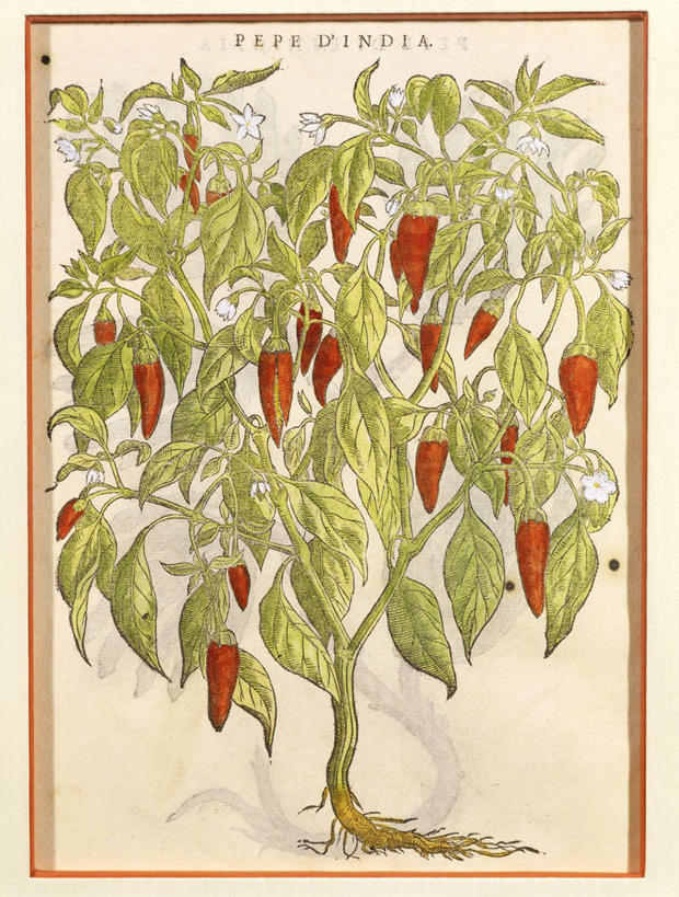 无人,竖图,插画,特写,白色背景,数码,科技,美景,植物,叶子,许多,阴影,丰富,网络,文字,景观,食品,茎,很多,高光,几何,计算机图形,合成,图画,饮食,画,花,自然,景色,摄影,生长,电脑合成图,数码合成图,生物学,合成图,清新,黑胡椒子,自然风光,漫画,健康食物,18世纪,写实,具体,具象,美术工艺,大写字母,兰花,胡椒,彩图