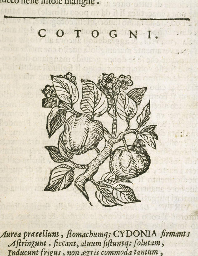 无人,竖图,插画,特写,白色背景,数码,科技,植物,水果,叶子,阴影,盛开,网络,文字,食品,枝,高光,几何,计算机图形,合成,花蕾,图画,饮食,画,花,花瓣,花朵,鲜花,一个,自然,花苞,花蕊,摄影,生长,单个,电脑合成图,数码合成图,生物学,合成图,清新,漫画,健康食物,温柏,写实,具体,具象,美术工艺,大写字母,彩图