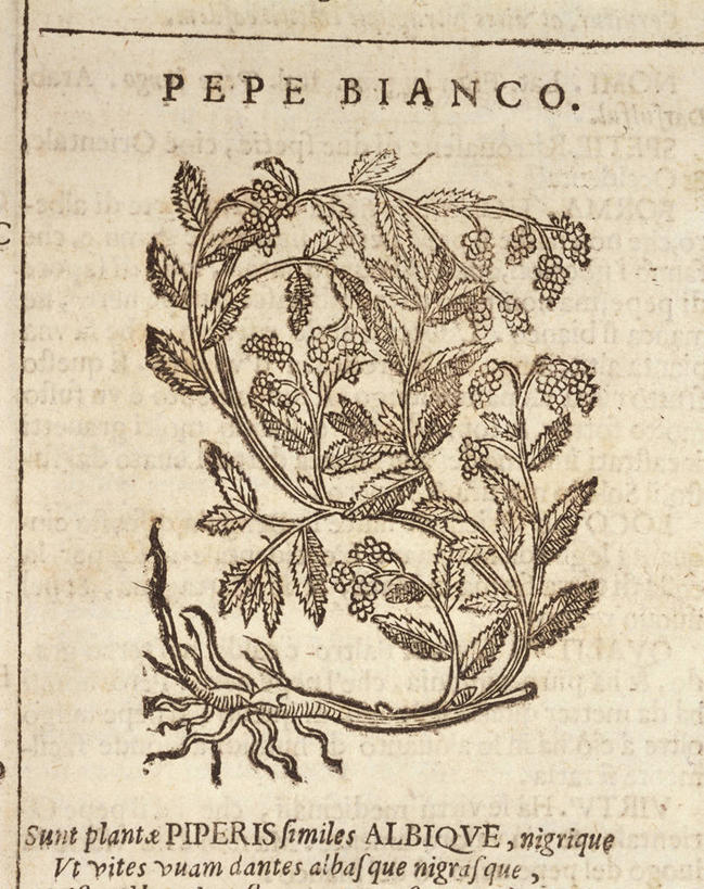 无人,竖图,插画,特写,白色背景,数码,科技,植物,叶子,阴影,丰富,网络,文字,食品,根部,高光,几何,计算机图形,合成,图画,饮食,画,一个,自然,摄影,生长,单个,电脑合成图,数码合成图,生物学,合成图,清新,黑胡椒子,漫画,健康食物,写实,具体,具象,美术工艺,大写字母,胡椒,彩图