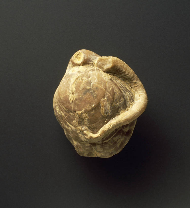 无人,横图,竖图,野生动物,灰色背景,化石,一个,摄影,单个,软体动物,侏罗纪,地质学,史前时代,彩图,影棚拍摄,古生物学