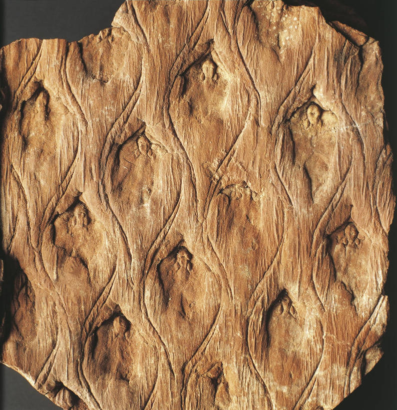 无人,竖图,方图,特写,植物,黑色背景,化石,一个,摄影,单个,地质学,岩石,彩图,影棚拍摄,古生物学