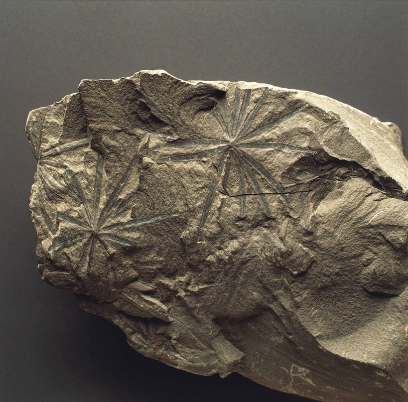 无人,横图,特写,灰色背景,化石,一个,灰色,摄影,单个,地质学,岩石,彩图,影棚拍摄,古生物学