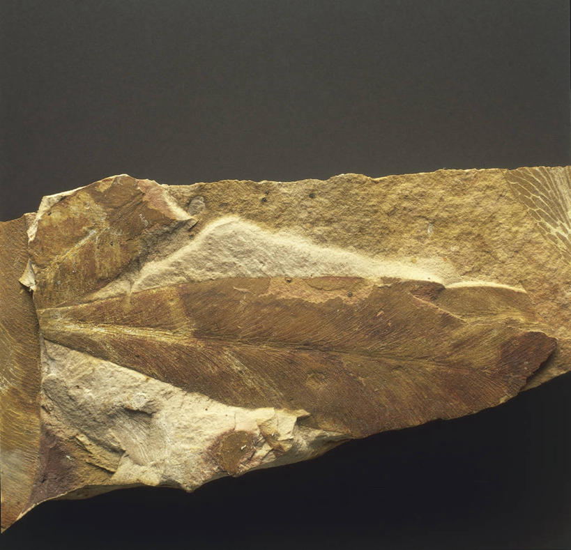 无人,横图,方图,特写,灰色背景,化石,一个,灰色,摄影,单个,式样,地质学,岩石,彩图,影棚拍摄,古生物学