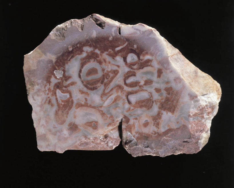 无人,横图,方图,特写,灰色背景,化石,一个,灰色,摄影,单个,石灰石,地质学,岩石,彩图,影棚拍摄,古生物学