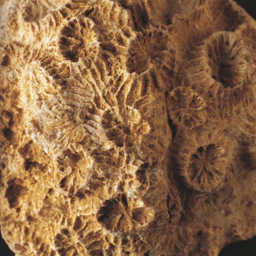 无人,横图,方图,特写,黑色背景,化石,一个,摄影,单个,地质学,岩石,彩图,影棚拍摄,古生物学