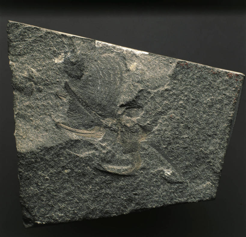 无人,横图,方图,特写,化石,摄影,甲壳动物,史前时代,彩图,全画面,全框架,全帧,影棚拍摄,全画幅,古生物学