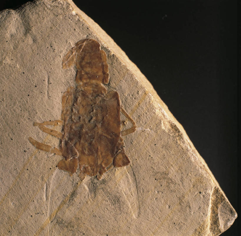 无人,横图,特写,化石,摄影,部分,节肢动物,甲壳动物,地质学,史前时代,彩图,影棚拍摄,白垩系,古生物学