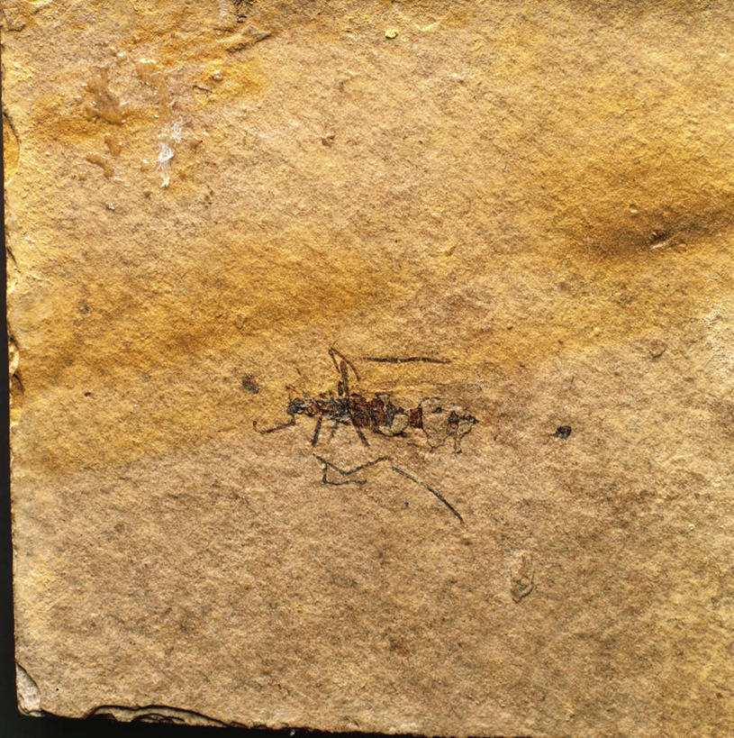 无人,竖图,方图,特写,野生动物,化石,昆虫,摄影,节肢动物,地质学,史前时代,彩图,影棚拍摄,古生物学